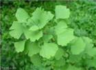 银杏叶提取物Ginkgo biloba 